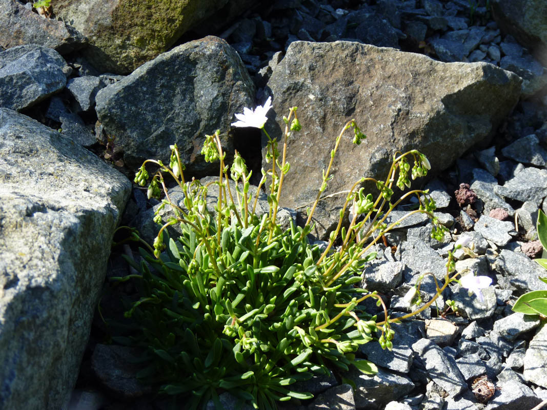 Lewisia columbiana 'Alba' photo